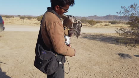 Falconry-Trainer-Feeding-Falcon-With-Dead-Pigeon-Meat-In-Desert