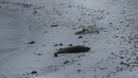 Harbor-seals-rubbing-noses,-mom-and-baby-seal-pup-showing-love-and-affection