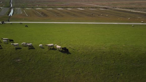 Aerial-panning-of-green-pasture-with-white-sheep-and-black-lambs