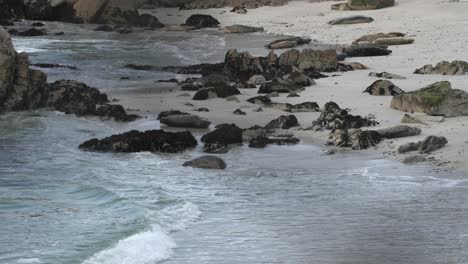 Harbor-seals-in-Monterey,-California