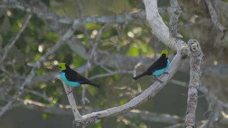 Two-brightly-colored-Paradise-Tanagers-sit-on-small-branch,-Tambopata-Reserve