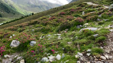 Alpine-roses,-nearby-a-hiking-trail-around-Kühtai-in-Austria