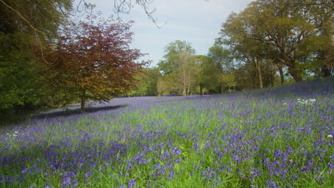 Malerischer-Blick-Auf-Bluebell-Felder-Und-Wälder-In-Enys-Gardens-In-Der-Nähe-Von-Penryn-In-Cornwall,-England,-Großbritannien,-Schwenken-Nach-Rechts