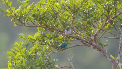 Two-Masked-Tanagers-preening-in-jungle-tree,-Tambopata-National-Reserve