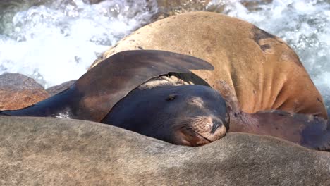 Resting-eared-seal-in-Monterey,-California