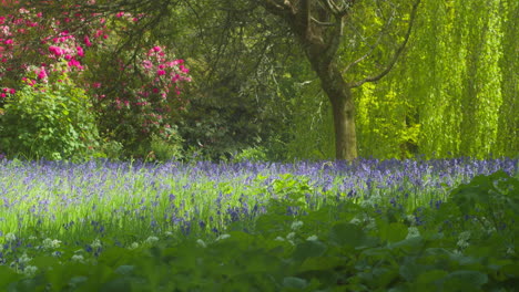 Las-Flores-Silvestres-De-Campanillas-Cubren-La-Densa-Vegetación-De-Los-Jardines-De-Enys-En-Cornualles,-Inglaterra