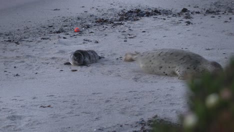 Cute-baby-seal-pup-learning-to-scoot