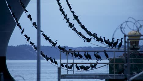 Bandadas-De-Pájaros-Cormoranes-Sentados-En-La-Línea-De-Amarre-De-Un-Barco-Militar-Anclado-En-Tacoma,-Washington,-Estados-Unidos