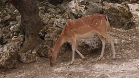 Total-shot-of-a-female-fallow-deer-that-is-eating-from-the-ground-in-a-forest-in-the-middle-of-Italy