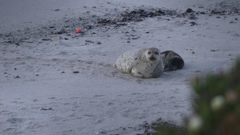 Harbor-seals,-post-partum,-mom-and-playful-pup-in-Monterey,-California