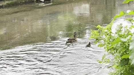 Large-family-of-ducks-trying-to-navigate-against-the-strong-current,-mother-duck-getting-scared-as-the-ducklings-are-having-a-hard-time-keeping-together-and-staying-with-her