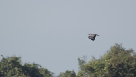 Crane-Hawk-flies-high-above-Tambopata-jungle-canopy-in-Peru