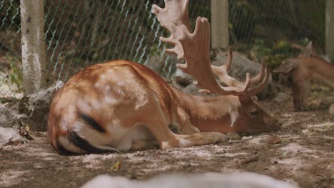 Total-shot-of-a-big-male-fallow-deer-that-is-resting-in-a-natural-park-in-the-middle-of-Italy