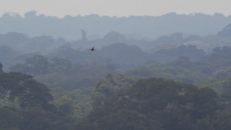 Swift-soars-high-above-rainforest-in-Tambopata-National-Reserve-jungle
