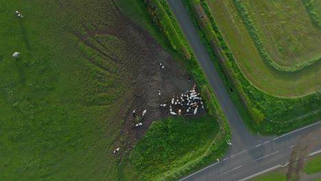 Rotating-Aerial-Shot-of-A-Herd-Of-Cows