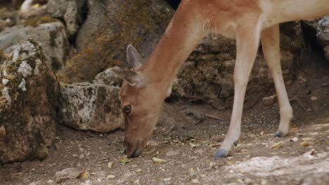 A-female-fallow-deer-is-eating-from-the-ground-in-a-forest-in-the-middle-of-Italy