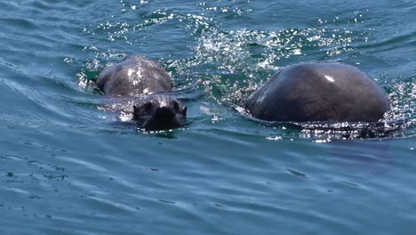 Pair-of-otters-swimming-side-by-side-in-Monterey-Bay,-California