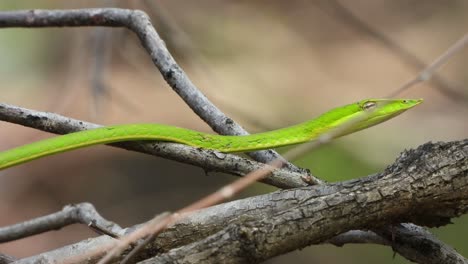 Green-whip-snake-finding-food-