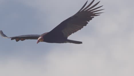 Full-shot-of-Yellow-Headed-Vulture-soars-through-sky,-huge-wingspan-on-display