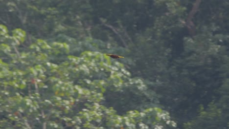 Oropendola-Mit-Rotbraunem-Rücken-Fliegt-Anmutig-Durch-Den-Tambopata-Dschungel