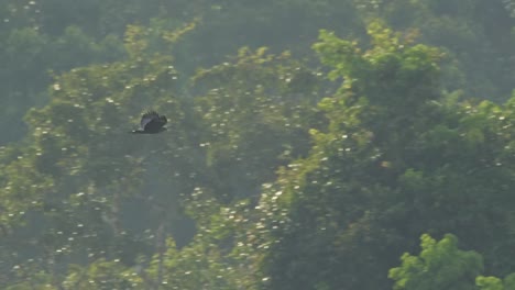 Crane-Hawk-flies-through-lush,-green-jungle-of-Tambopata-National-Reserve