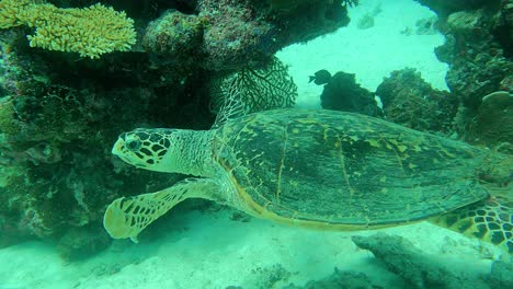 Filmed-from-above-as-followed-by-a-diver-as-it-is-looking-for-something-to-eat,-Green-Sea-Turtle-Chelonia-mydas,-Palau