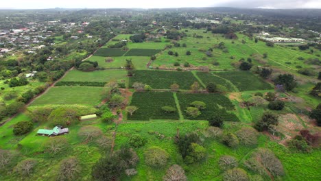 Landscape-view-and-Greenwell-coffee-farms-in-Captain-Cook,-Hawaii---ascending-aerial-view