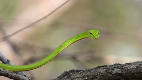 Green-whip-snake---looking-