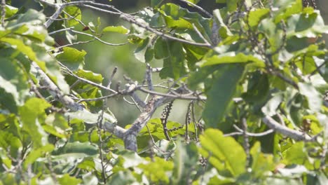 Halcón-Murciélago,-Escondido-En-Un-árbol,-Despega,-Se-Va-Volando-En-La-Reserva-Nacional-De-Tambopata