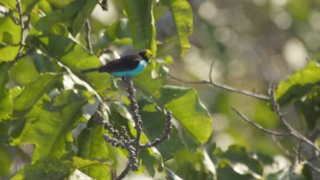 Colorful-Paradise-Tanager-perches-on-branch,-flies-away