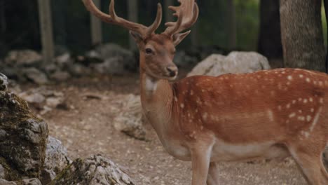 A-big-male-fallow-deer-is-eating-behind-a-rock-in-a-forest-in-the-middle-of-Italy