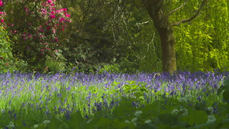 Enys-Gardens-Alfombra-De-Flores-Campanillas-Meciéndose-Con-El-Viento-En-Primavera-En-Inglaterra,-Reino-Unido
