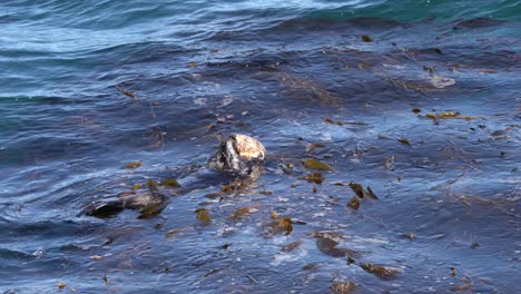 Seeotter,-Der-Meeresfrüchte-Aus-Dem-Seetangwald-Von-Monterey-Bay,-Kalifornien,-Isst