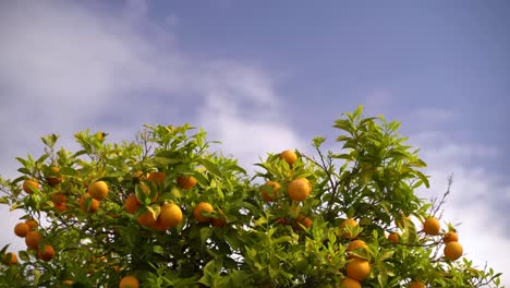 Slow-motion-calm-view-over-orange-tree-against-blue-cloudy-sky