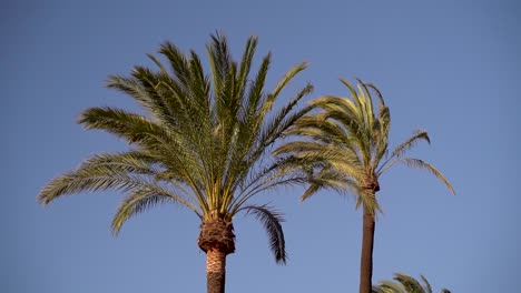 Palm-trees-against-blue-sky-waving-in-wind-in-slow-motion