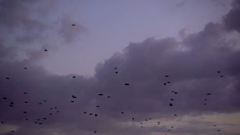 Paisaje-Espeluznante-Con-Muchos-Pájaros-Negros-Volando-Contra-El-Cielo-Nublado-Durante-El-Atardecer