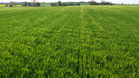 a-drone-flight-over-a-green-corn-field-in-may