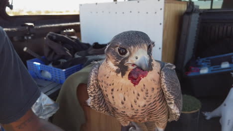 Falcon-Eating-From-Bare-Hand-Of-Owner