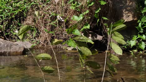 Seen-stalking-for-some-prey-at-the-edge-of-the-stream,-Chinese-Pond-Heron-Ardeola-bacchus,-Thailand