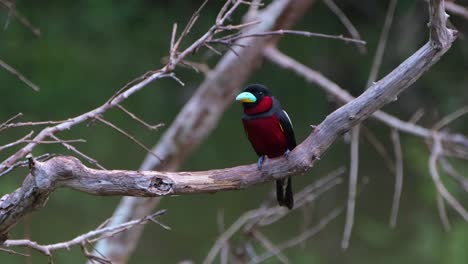 Front-facing-the-camera-while-looking-to-the-left-and-winking-its-left-eye,-Black-and-red-Broadbill,-Cymbirhynchus-macrorhynchos,-Kaeng-Krachan-National-Park,-Thailand