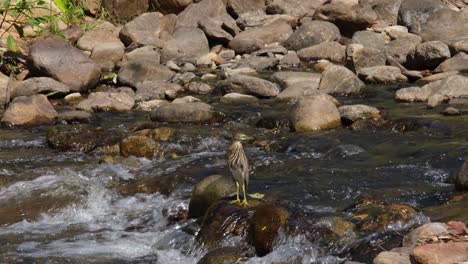 On-top-of-a-rock-looking-around-for-a-chance-of-a-meal-at-a-stream,-Chinese-Pond-Heron-Ardeola-bacchus,-Thailand