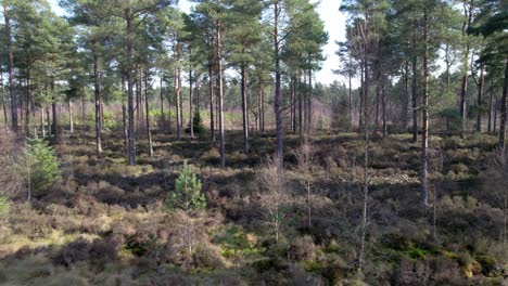 Cinematic-aerial-drone-footage-flying-away-from-a-native-Scots-pine-forest-in-Scotland-across-open-heather-and-regenerating-trees-as-dappled-light-hits-the-forest-floor