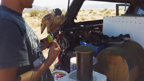 Falconer-Kissing-Falcon-After-Hunting-Training-In-The-Desert