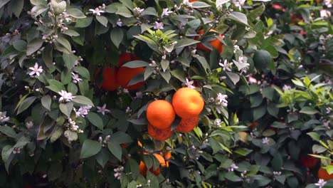 Slow-motion-close-up-of-ripe-oranges-growing-on-tree-with-green-leafs