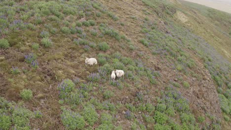 A-Trio-of-Sheep-Resting-Among-the-Lupines-on-an-Open-Field-in-a-Rocky-Mountainside-of-South-Iceland---Orbiting-Drone-Shot