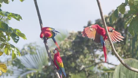 Three-Scarlet-Macaw-perch-on-branches-in-Tambopata-National-Reserve-in-Peru