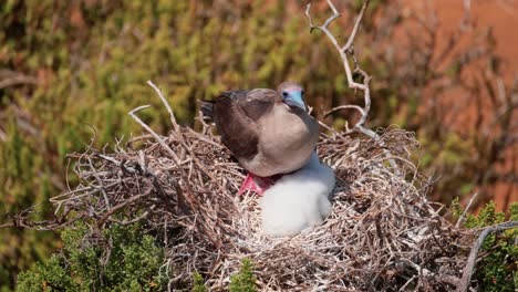 Red-footed-Booby-With-Juvenile-Chick-In-Nest---Handheld-shot