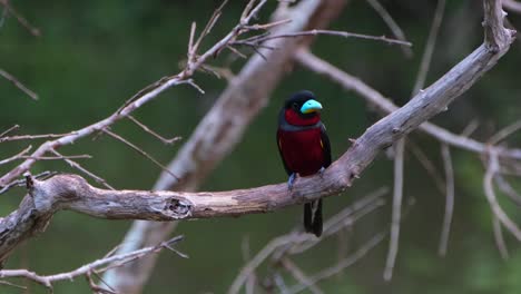 Seen-facing-front-as-it-looks-around-to-its-left-side,-Black-and-red-Broadbill,-Cymbirhynchus-macrorhynchos,-Kaeng-Krachan-National-Park,-Thailand