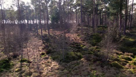 Filmische-Drohnenaufnahmen-Aus-Der-Luft,-Die-über-Offenes-Heidekraut-Und-Sich-Regenerierende-Bäume-Auf-Einen-Einheimischen-Schottischen-Kiefernwald-In-Schottland-Zufliegen,-Während-Warmes,-Gesprenkeltes-Licht-Auf-Den-Waldboden-Trifft