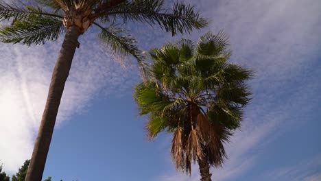 Beautiful-tall-and-lush-palm-trees-against-blue-sky-in-slow-motion